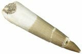 Fossil Plesiosaur (Zarafasaura) Tooth - Morocco #296367-1